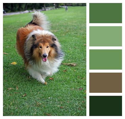 Collie Dog Rough Collie Image